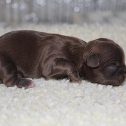 Boy 1 - Liver male Shih Tzu puppy in Eunice, Louisiana from 4J's Cajun Kennels