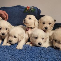 Golden Retriever Puppies from Hearts of Gold Retrievers LLC
