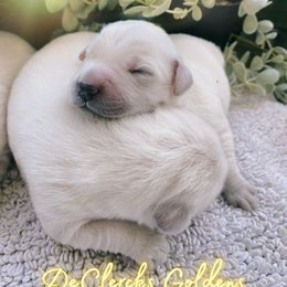 Golden Retriever Puppies from DeClercks Goldens