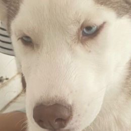 Girl 1 - Siberian Husky puppy in Victorville, California from Myers Huskies