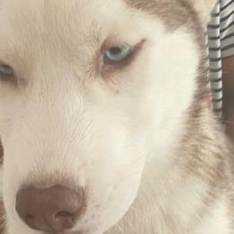 Girl 1 - Siberian Husky puppy in Victorville, California from Myers Huskies