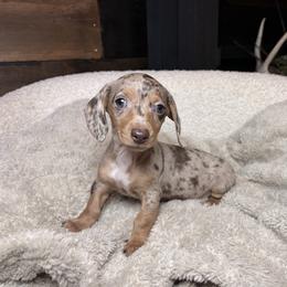 Melody - Dapple female Dachshund puppy in Washburn, Tennessee from Clinch Mountain Dachshunds