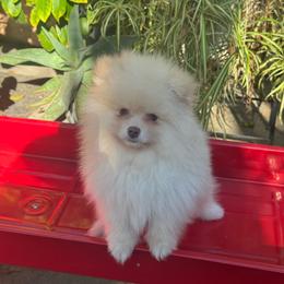 Bear - Cream male Pomeranian puppy in Stockton, California from lunas_poms