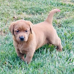 Labrador Retriever Puppies from Highland Labradors