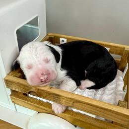 Corn Dog - Black and white male Sheepadoodle puppy in Adams, Nebraska from Boxcar Doodles and Poodles