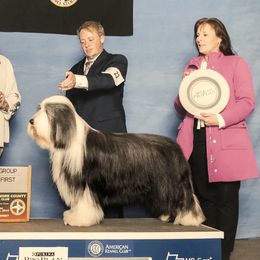Bearded Collies from McCrystal Beardies