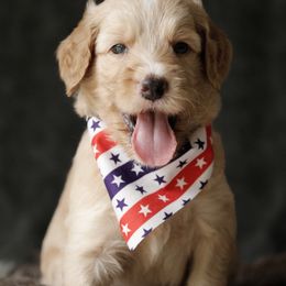 Goldendoodles from Ruby Doodles of Louisiana