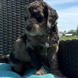 Peep - Black male Goldendoodle puppy in Monroe, North Carolina from Dreamland Aussies & Poodles