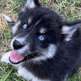 Zoe - Black and white female Siberian Husky puppy in Union Grove, Alabama from Southern Siberian Life