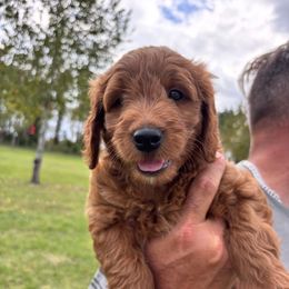 Shadow - Red  female Goldendoodle puppy in Umatilla, Florida from Darling Doodles