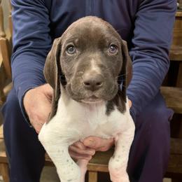 Red collar - Liver and white male German Shorthaired Pointer puppy in Beaverdam, Virginia from Harts Hill Kennel