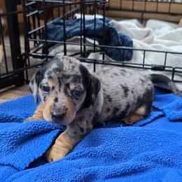Belle - Dapple female Dachshund puppy in Farmerville, Louisiana from Hancock House of Basset Hounds & Mini Dachshunds