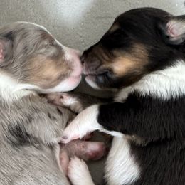 Shetland Sheepdogs from Kristie Wiehe