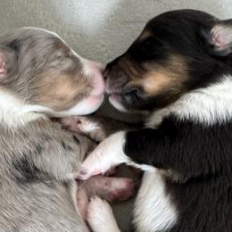 Shetland Sheepdogs from Kristie Wiehe