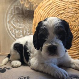 Cleo - Black white and tan female Cockapoo puppy in Cabool, Missouri from Onyx Cave Kennel