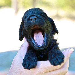 Australian Labradoodle Puppies from North Country Australian Labradoodles