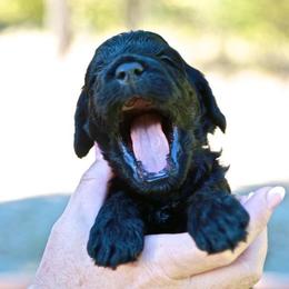 Australian Labradoodle Puppies from North Country Australian Labradoodles