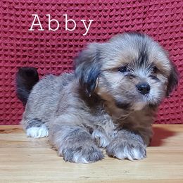 Abby - Brown female Lhasa Apso puppy in Jefferson, New York from Absolute Lhasa Love