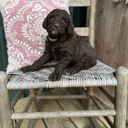Red Collar - Chocolate Labradoodle puppy in Batesville, Arkansas from Morris Farmyard
