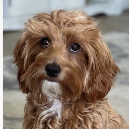 Bella - Goldendoodle