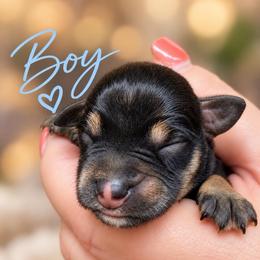 Charlie - Black and silver male Miniature Schnauzer puppy in Hull, Georgia from Ardent Miniature Schnauzers of Athens