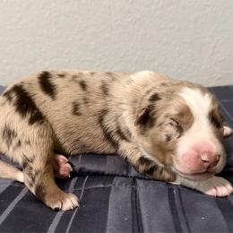 Hero - Red merle male Australian Shepherd puppy in Harrah, Oklahoma from Kamm's Aussies