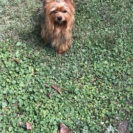 Stud man - Yorkshire Terrier