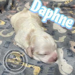 Daphne - Brown and white female Cockapoo puppy in Anniston, Alabama from Mason Farmhouse Poodles, Doodles & Poos (Breeding & Stud Services)