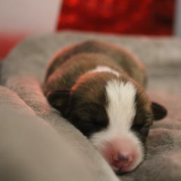 Pembroke Welsh Corgi Puppies from Southern Raised Corgis