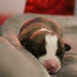Pembroke Welsh Corgi Puppies from Southern Raised Corgis