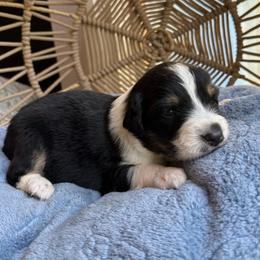 Ollie - Black tri-color male Australian Shepherd puppy in Grants Pass, Oregon from Carmel Mountain Aussies