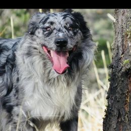 Charlie - Blue male Australian Cattle Dog puppy in Redding, California from Macushla Kennel