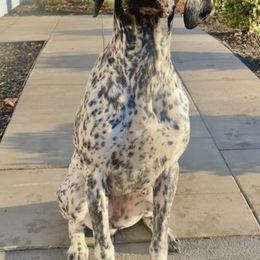 German Shorthaired Pointers from Manor Hollow