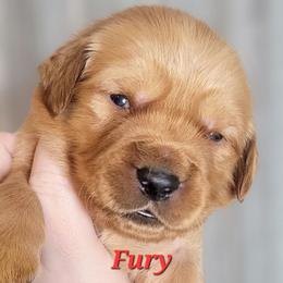 Fury - Dark golden male Golden Retriever puppy in Scurry, Texas from 07 Seven Oaks Goldens and Doodles
