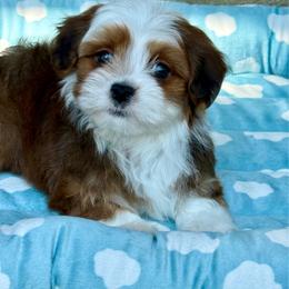 Dewey - Red sable male Havanese puppy in Wappapello, Missouri from Titanium Havanese LLC