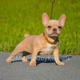 Ivory - Cream French Bulldog puppy in Rochester, New York from Mr Nice Guy Kennels