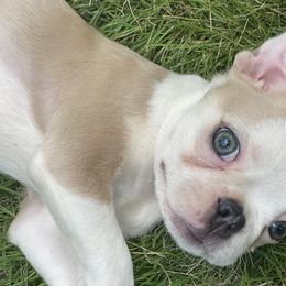 Boston Terriers from Sweet Southern Ray Bostons