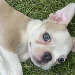 Boston Terriers from Sweet Southern Ray Bostons