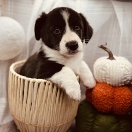 Poe - Black and white male Cardigan Welsh Corgi puppy in Crystal River, Florida from Coopers Korner