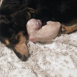 Dachshund Puppies from Weiners on a Hill