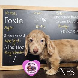 Foxie - Dapple female Dachshund puppy in Hoquiam, Washington from Heyd's Mini Dachshunds