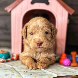 Australian Labradoodle, Cavapoo, and Goldendoodle Puppies from Deer Creek Labradoodles