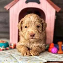 Australian Labradoodle, Cavapoo, and Goldendoodle Puppies from Deer Creek Labradoodles