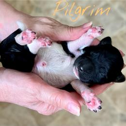 Pilgrim - Parti male Goldendoodle puppy in Mocksville, North Carolina from Little Bear Doodles