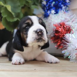 Basset Hound Puppies from Pleasant Bay Basset Hounds