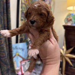 Girl 1 - Red  female Goldendoodle puppy in Meridian, Mississippi from Magnolia Poodles and Doodles