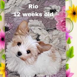 Green parti boy - Parti male Yorkshire Terrier puppy in Inverness, Florida from Luvayorkie&more