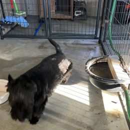 Buster landrum - Scottish Terrier