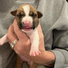 Colleen - Red female American Staffordshire Terrier puppy in Marietta, Georgia from Ambition Amstaffs