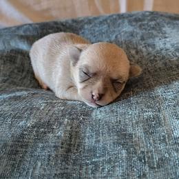 Lil Cotton Candy - Blue fawn male Chihuahua puppy in Weatherford, Texas from Small and Mighty Chihuahuas